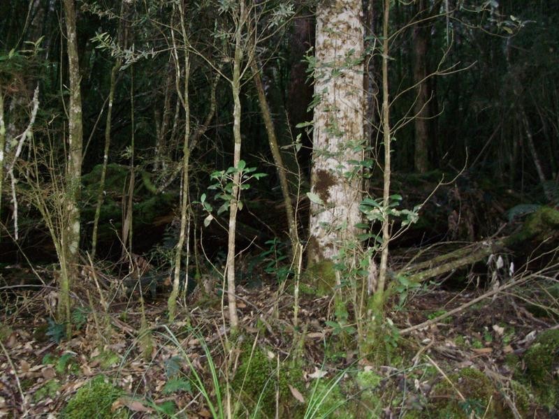 LOT 1 Tobys Hill Road, Cygnet TAS 7112