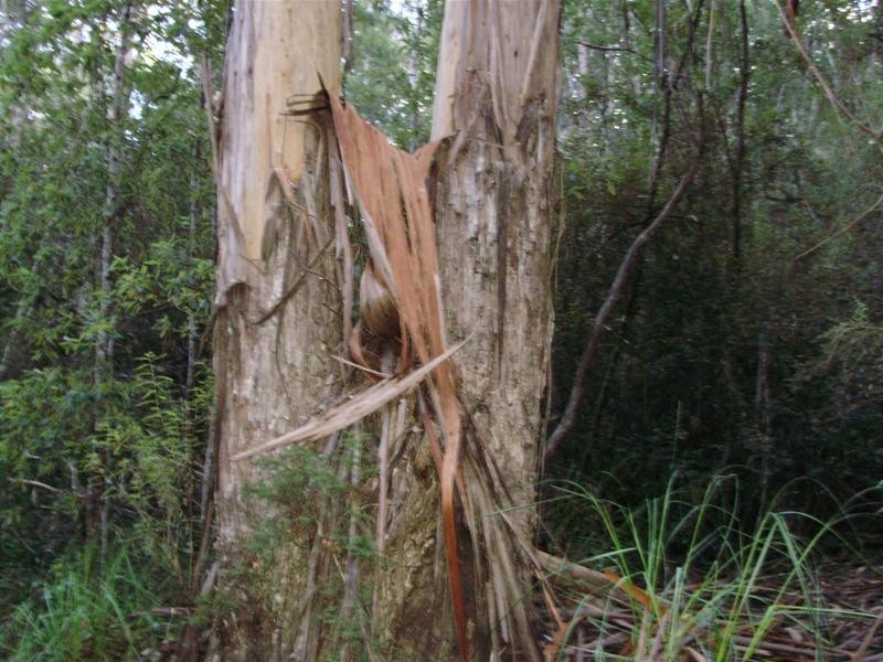 LOT 1 Tobys Hill Road, Cygnet TAS 7112