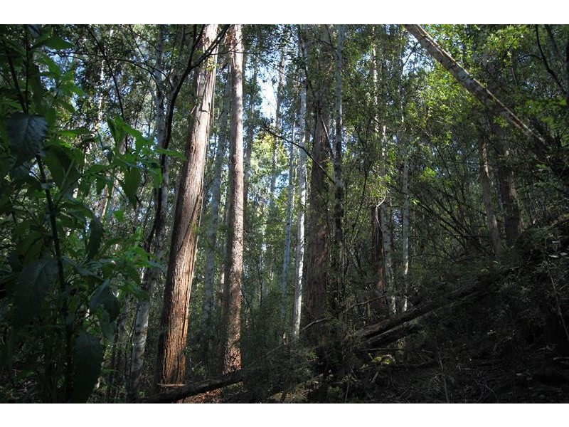 5790 Huon Highway, Surges Bay TAS 7116