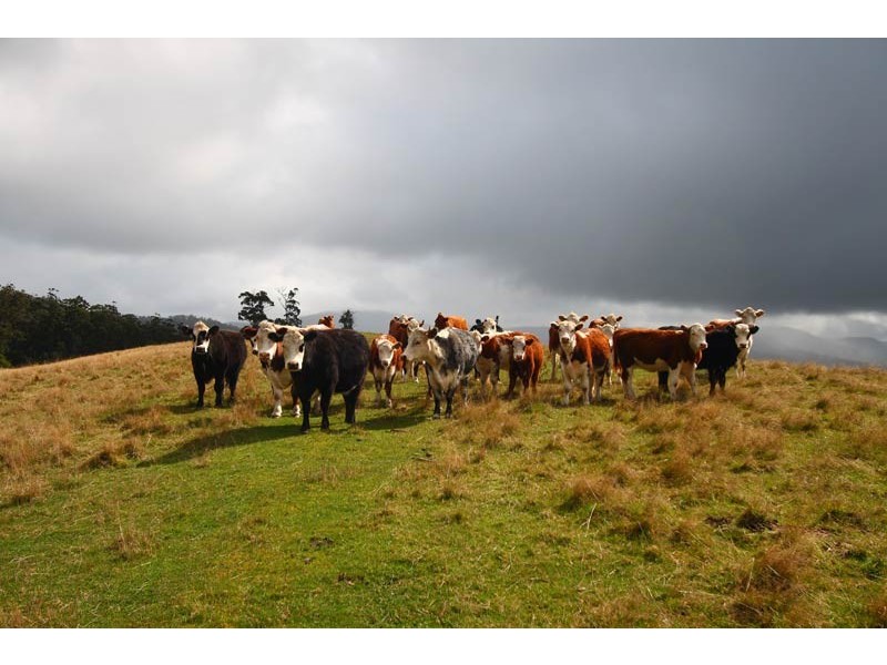 LOT 4 Lightwood Creek Road, Glen Huon TAS 7109