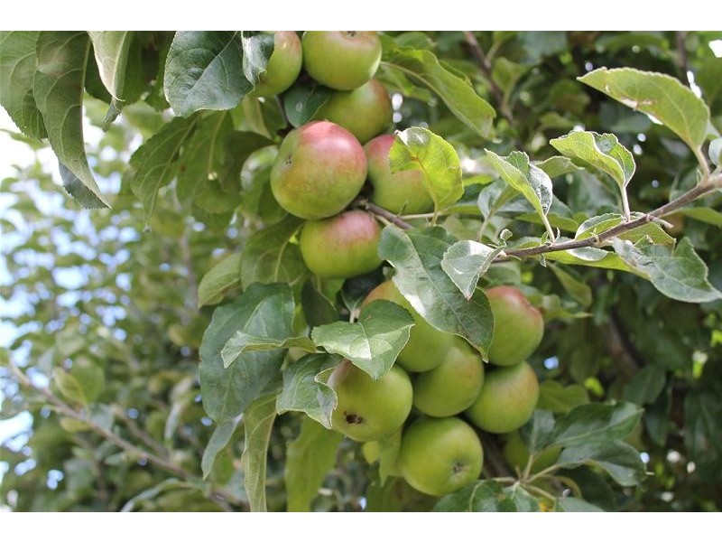 20 Emma Street, Cygnet TAS 7112