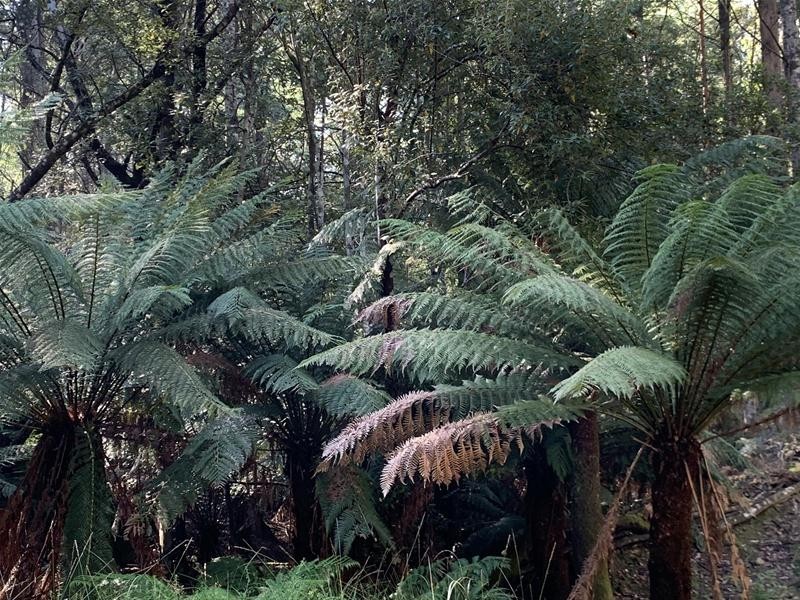 Jacksons Road, Franklin TAS 7113