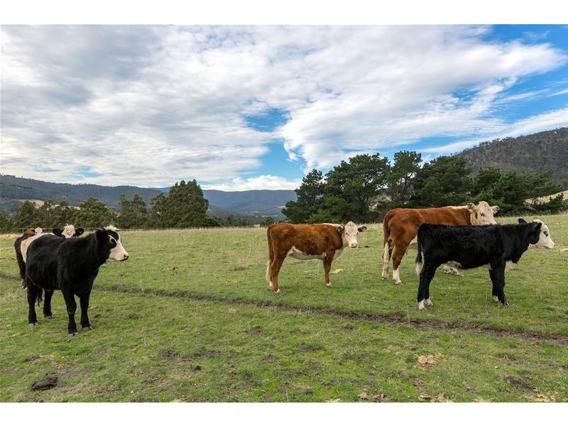 365 Sheoak Road, Judbury TAS 7109