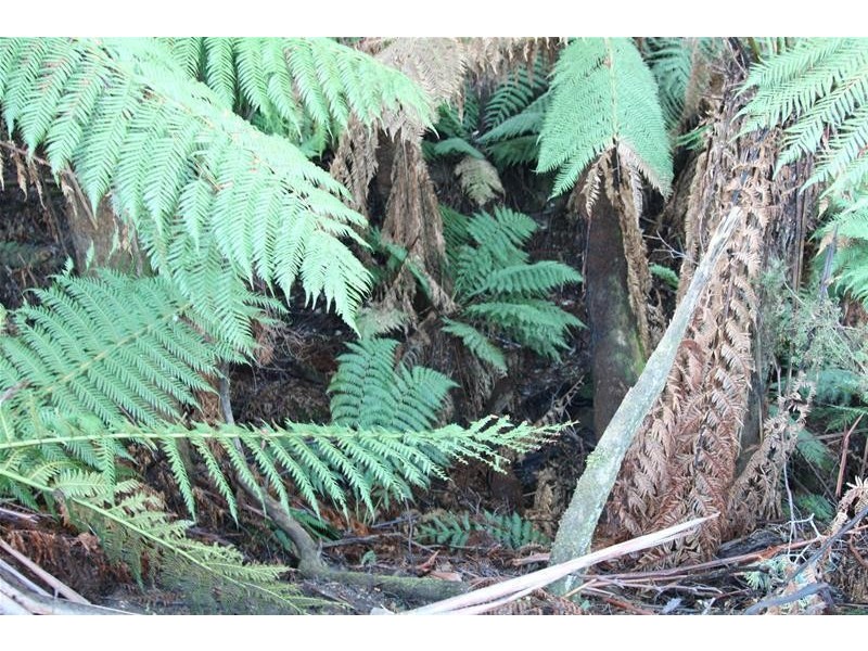 1 & 2 Off Bakers Creek Road, Lucaston TAS 7109