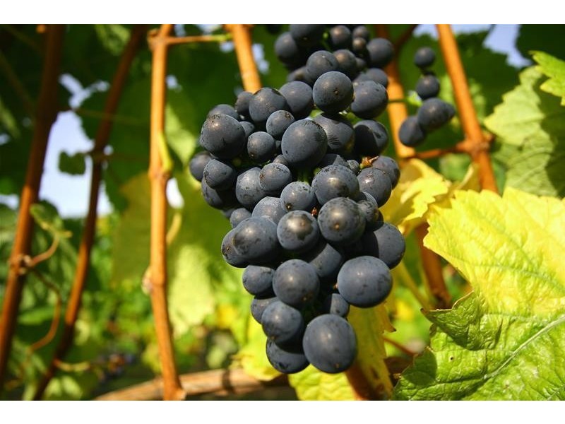 40 Archers Road, Franklin TAS 7113