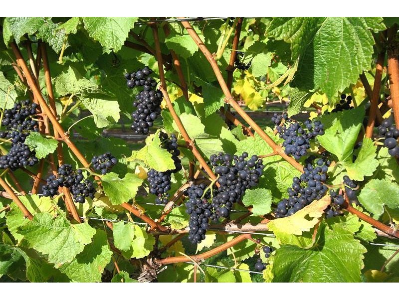 40 Archers Road, Franklin TAS 7113