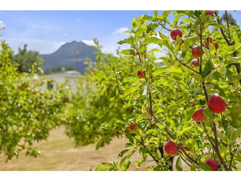 50 Misty Hill Road, Mountain River TAS 7109