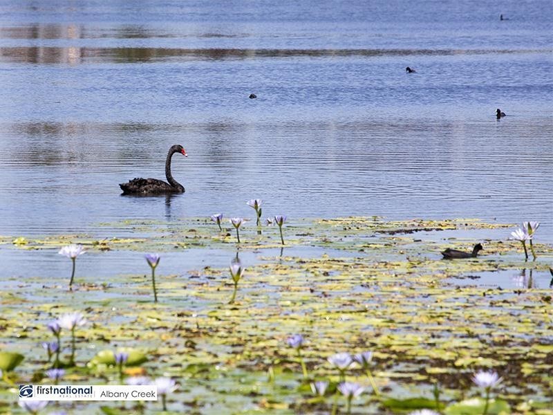 9 Maloney Place, Pelican Waters QLD 4551