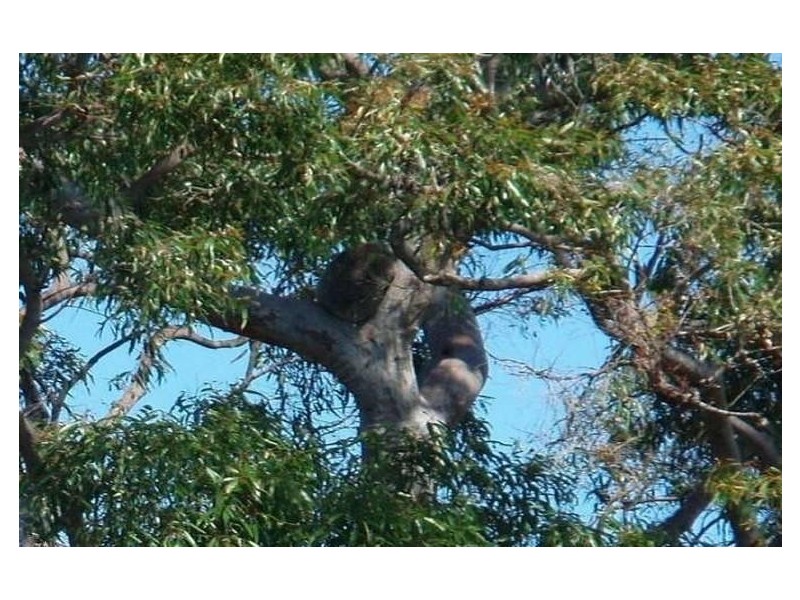 8 Jarvis Court, Joyner QLD 4500