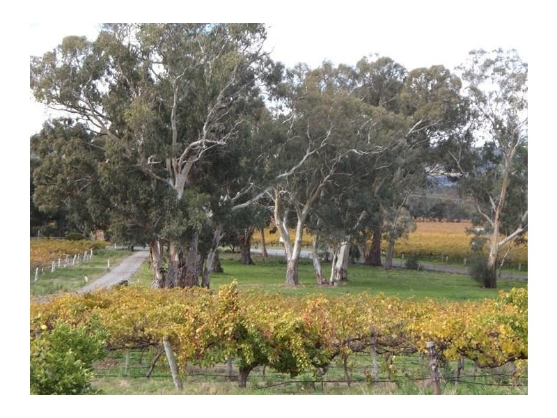 51 Whitings Road, Mclaren Flat SA 5171