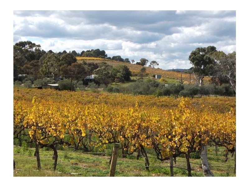 51 Whitings Road, Mclaren Flat SA 5171