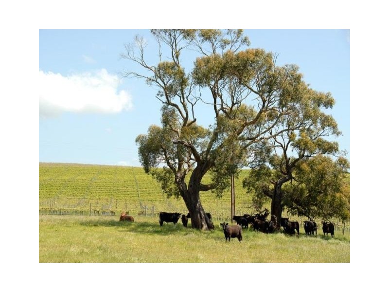 Lot 156 Billings Road, Pages Flat SA 5172