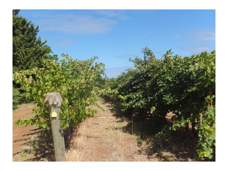 Mclaren Vale SA 5171