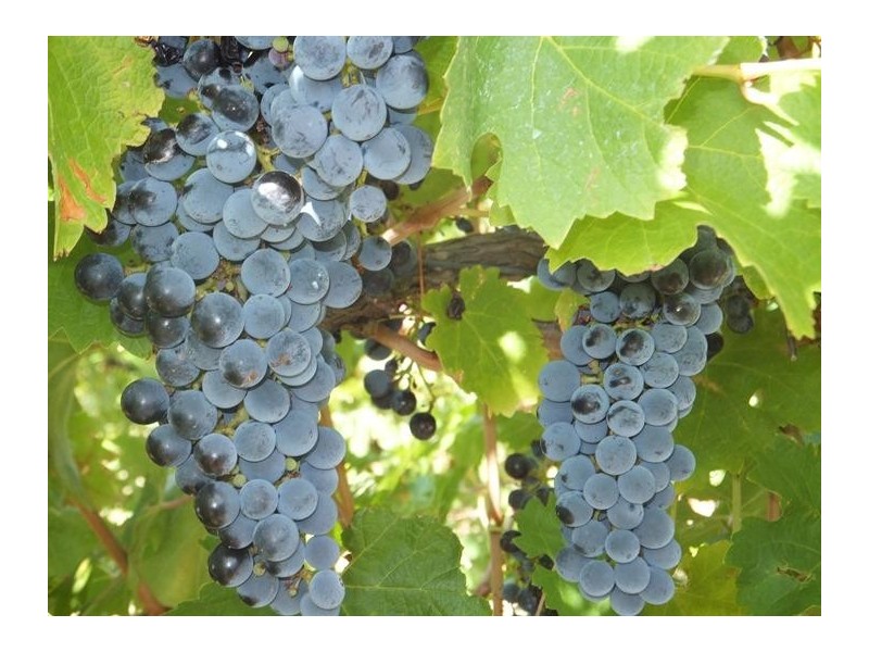 Mclaren Vale SA 5171