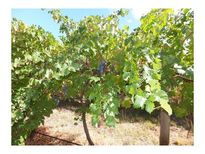 Mclaren Vale SA 5171