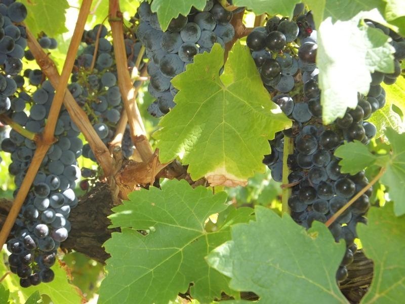 Mclaren Vale SA 5171