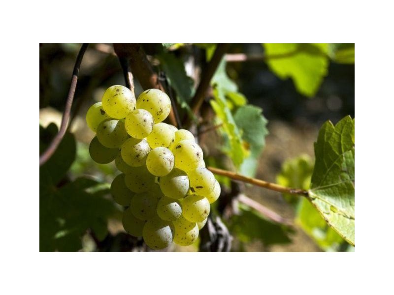 Lot 156 Billings Road, Pages Flat SA 5172