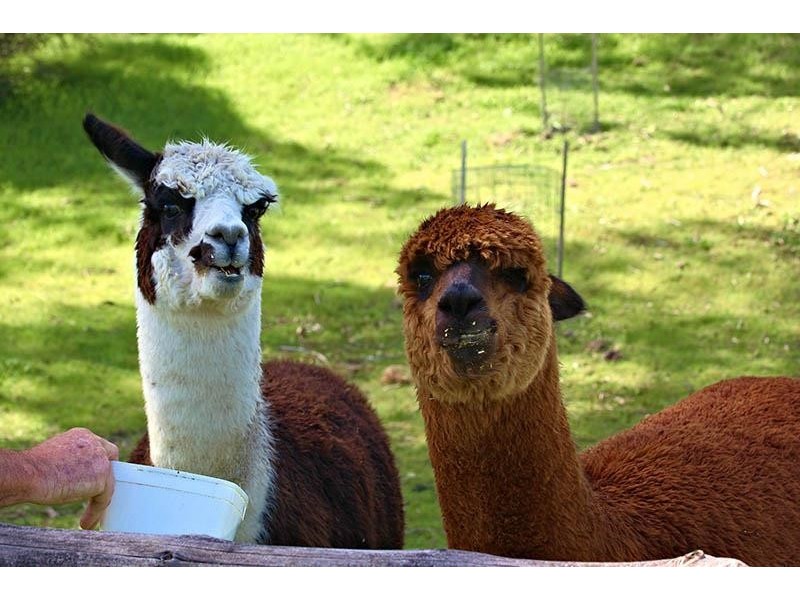 38 Stock Road, Lower Inman Valley SA 5211