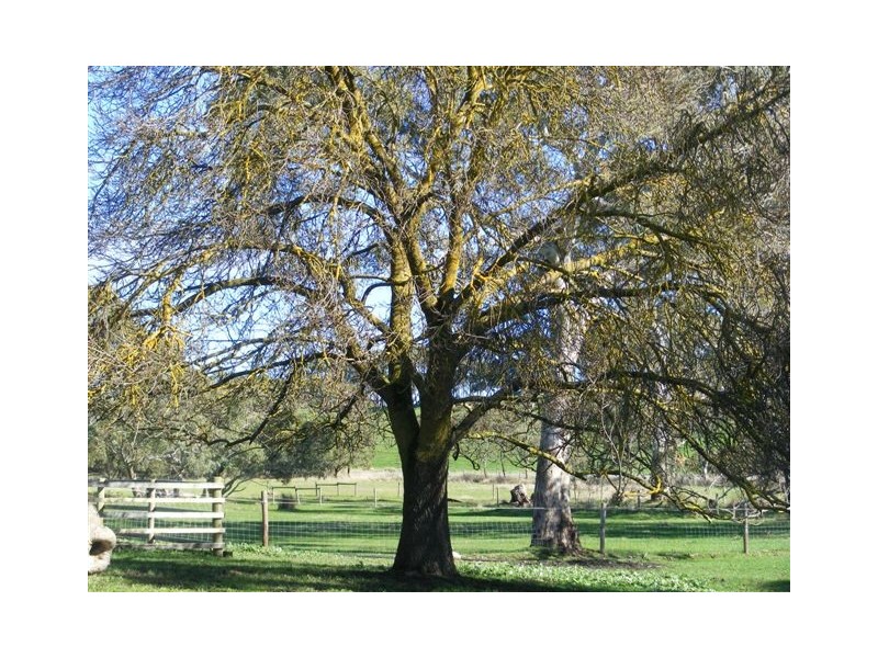 123 Buchanan Road, Hope Forest SA 5172