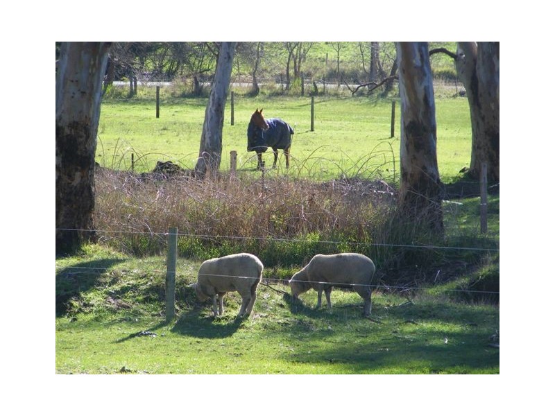 123 Buchanan Road, Hope Forest SA 5172