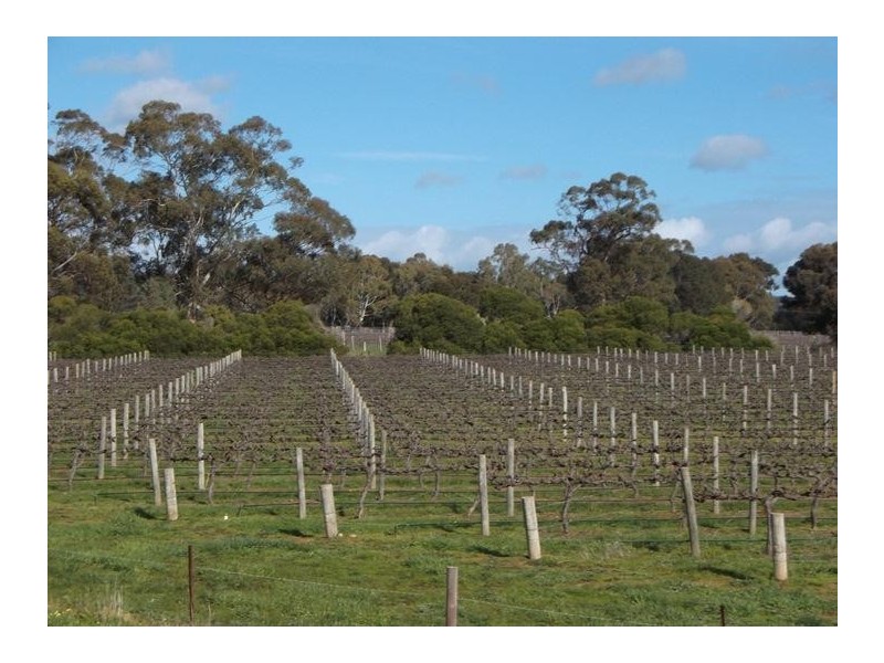 135 Oakley Road, Mclaren Vale SA 5171