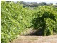 Lot 300 Little Road Vineyard, Willunga SA 5172