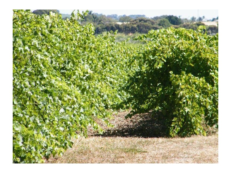 Lot 300 Little Road Vineyard, Willunga SA 5172