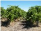 Lot 300 Little Road Vineyard, Willunga SA 5172