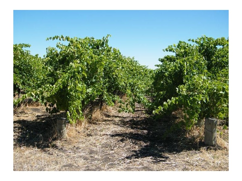 Lot 300 Little Road Vineyard, Willunga SA 5172
