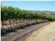 Lot 300 Little Road Vineyard, Willunga SA 5172