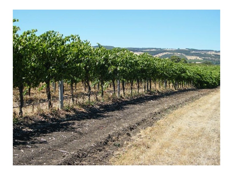 Lot 300 Little Road Vineyard, Willunga SA 5172