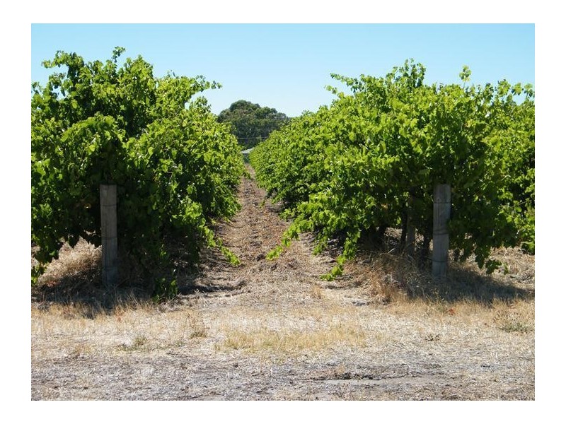 Lot 300 Little Road Vineyard, Willunga SA 5172