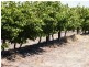 Lot 300 Little Road Vineyard, Willunga SA 5172