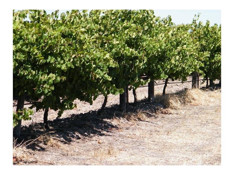 Lot 300 Little Road Vineyard, Willunga SA 5172