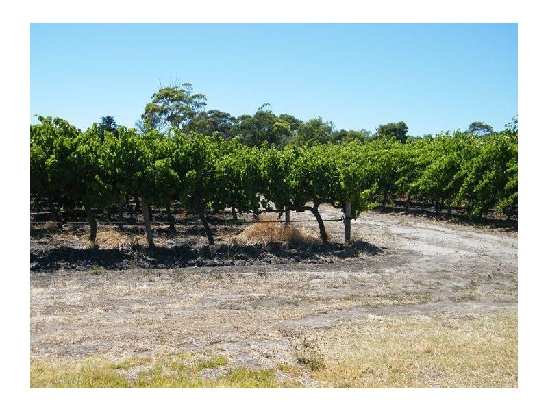 Lot 300 Little Road Vineyard, Willunga SA 5172