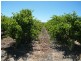 Lot 300 Little Road Vineyard, Willunga SA 5172