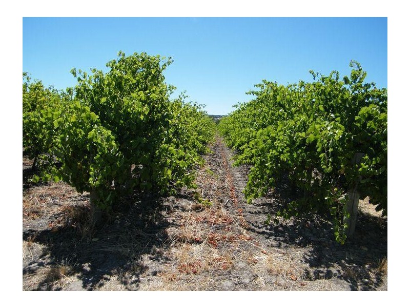 Lot 300 Little Road Vineyard, Willunga SA 5172