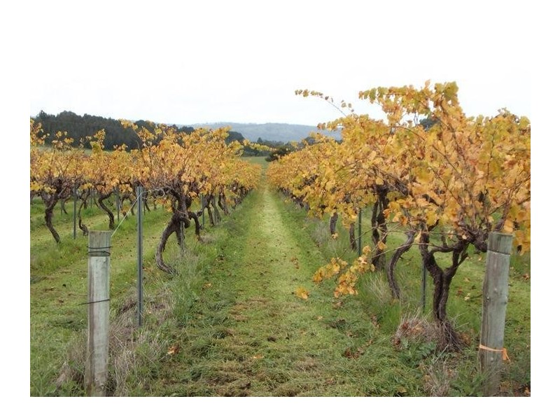 309 Foggo Road, Mclaren Flat SA 5171