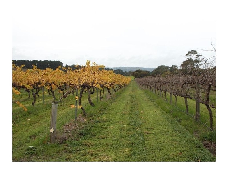 309 Foggo Road, Mclaren Flat SA 5171