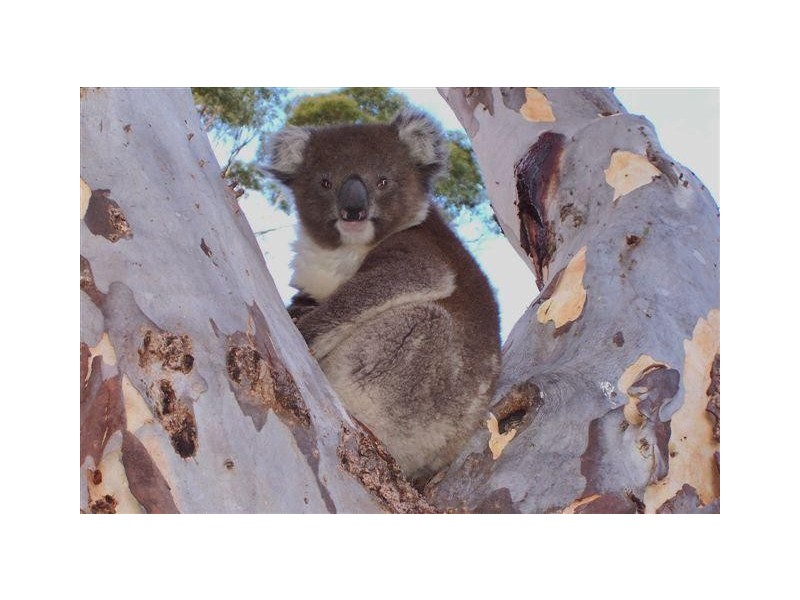 Lot 5 Dashwood Gully Road, Kangarilla SA 5157