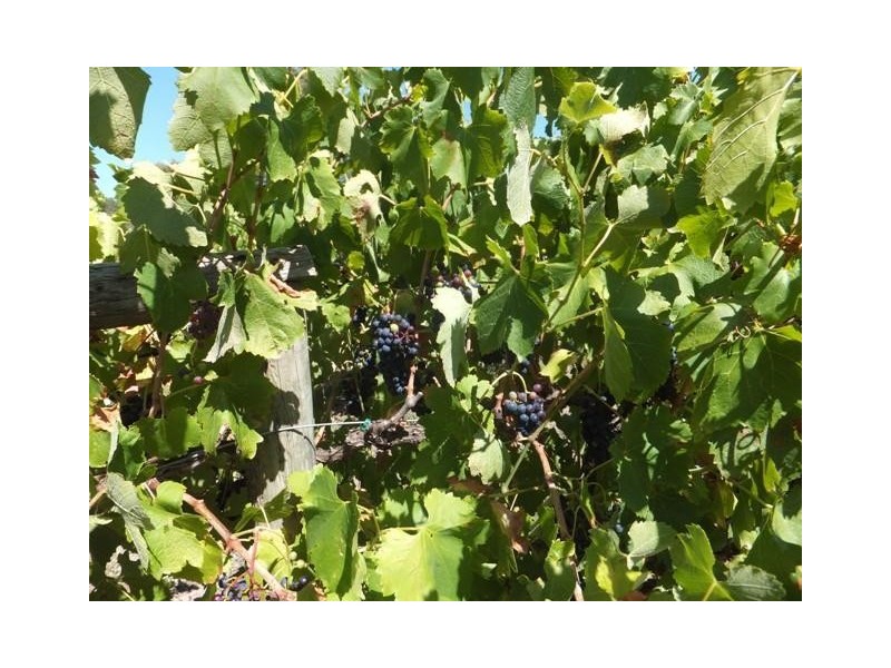 70 Trotts Road, Mclaren Flat SA 5171