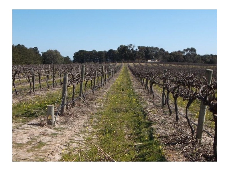 340 Kangarilla Road, Mclaren Flat SA 5171