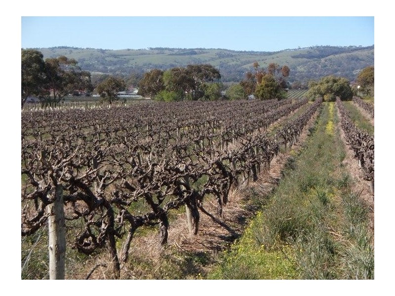 340 Kangarilla Road, Mclaren Flat SA 5171