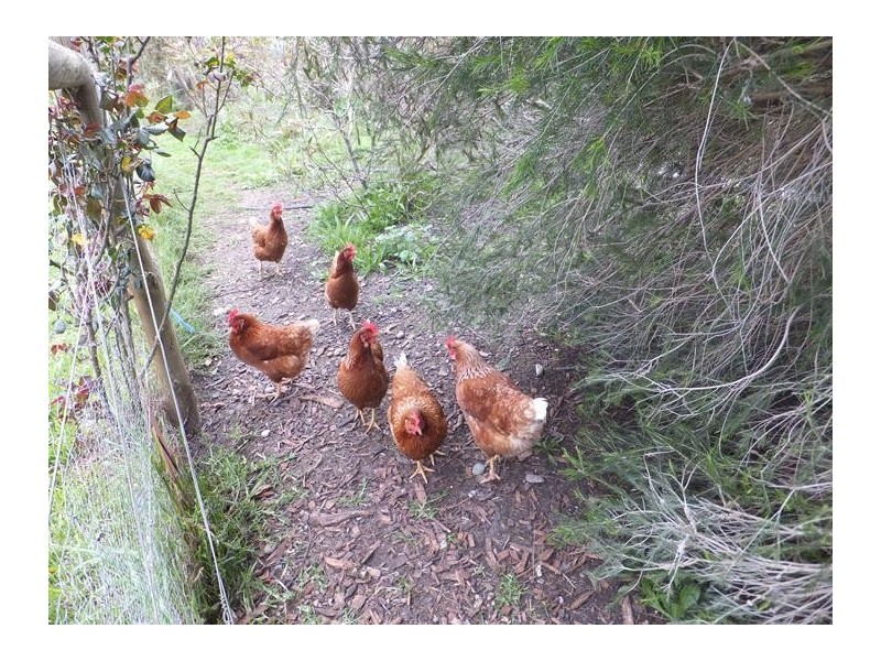 61 Branson Road, Mclaren Vale SA 5171