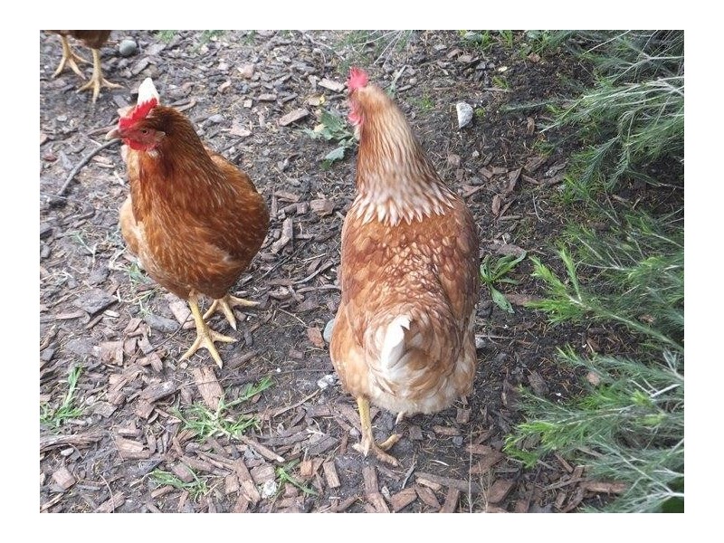 61 Branson Road, Mclaren Vale SA 5171