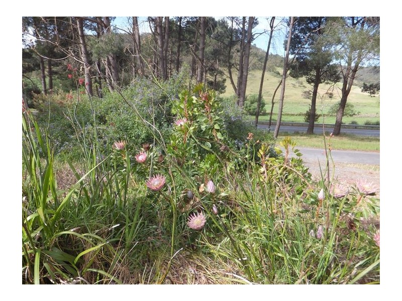 43 Peters Terrace, Mount Compass SA 5210