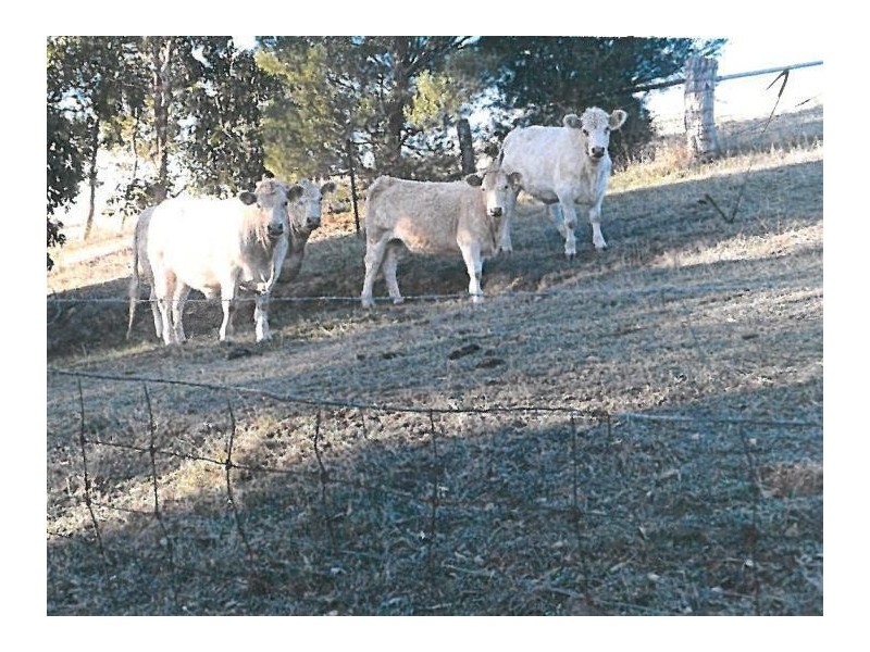 22 Connors Lane, Mclaren Flat SA 5171