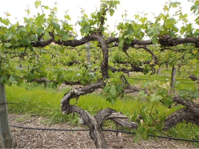 328 Chalk Hill Road, Mclaren Vale SA 5171