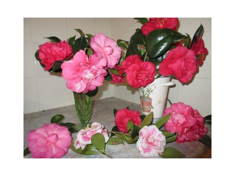 3379 Victor Harbor Road, Mount Jagged SA 5211