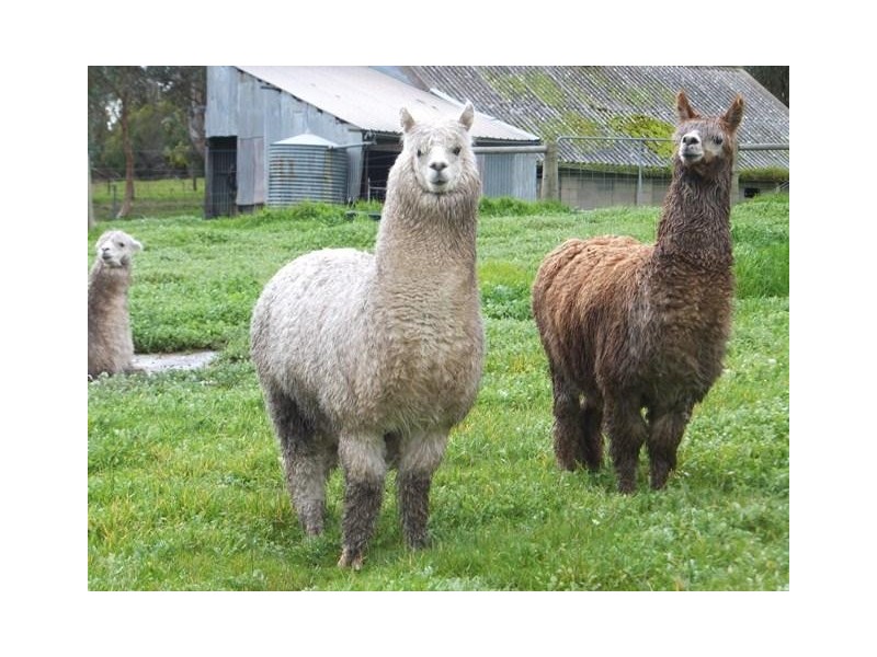 58 Tester Road, Kangarilla SA 5157